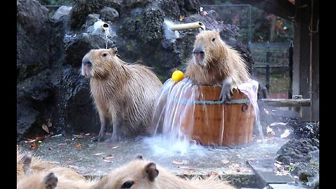 Capybara Funny Videos #37- Funny Animals - Try not to Laugh- Time for Funny Animals