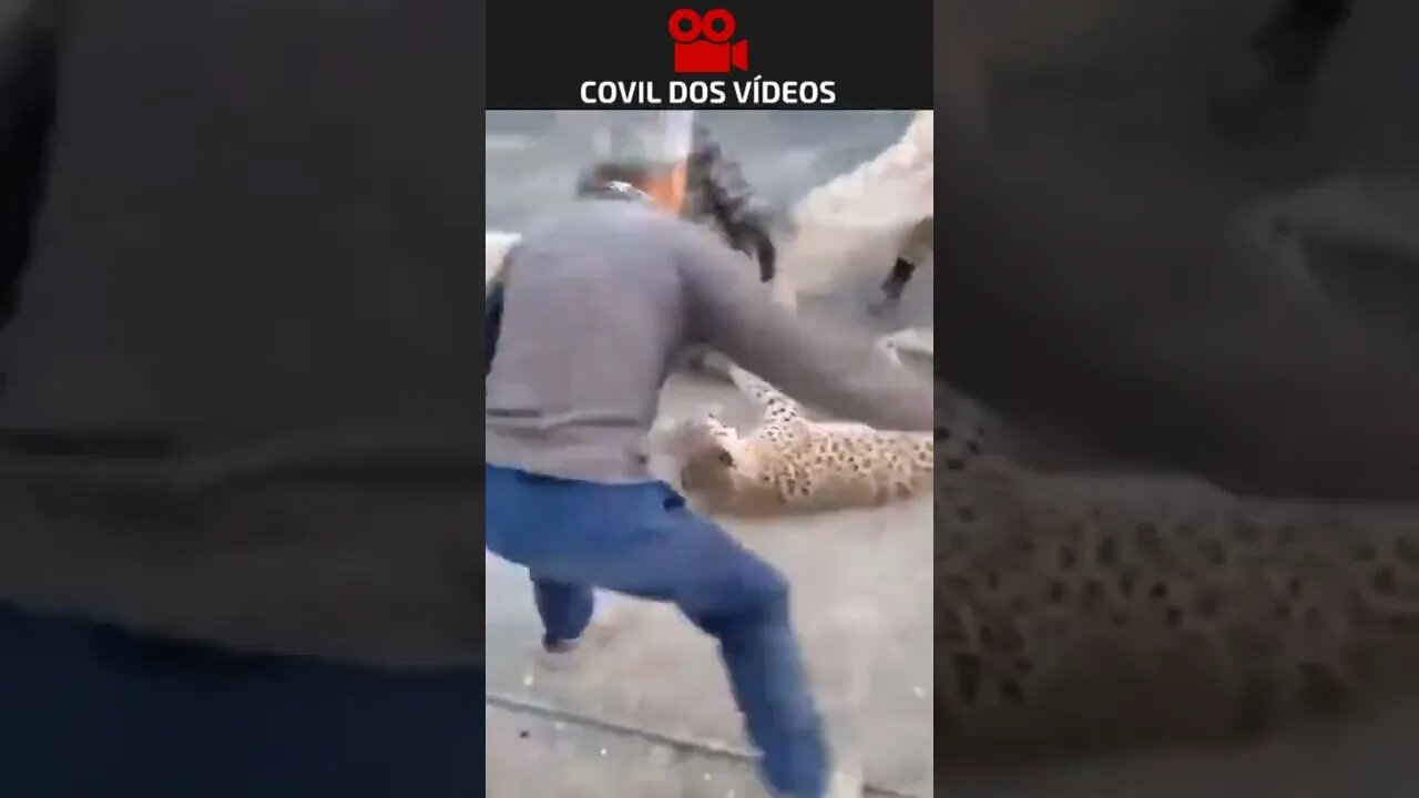 leopardo atacando as pessoas 😱😱😱