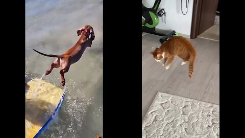 WHOOPS - Funny cat and dog!