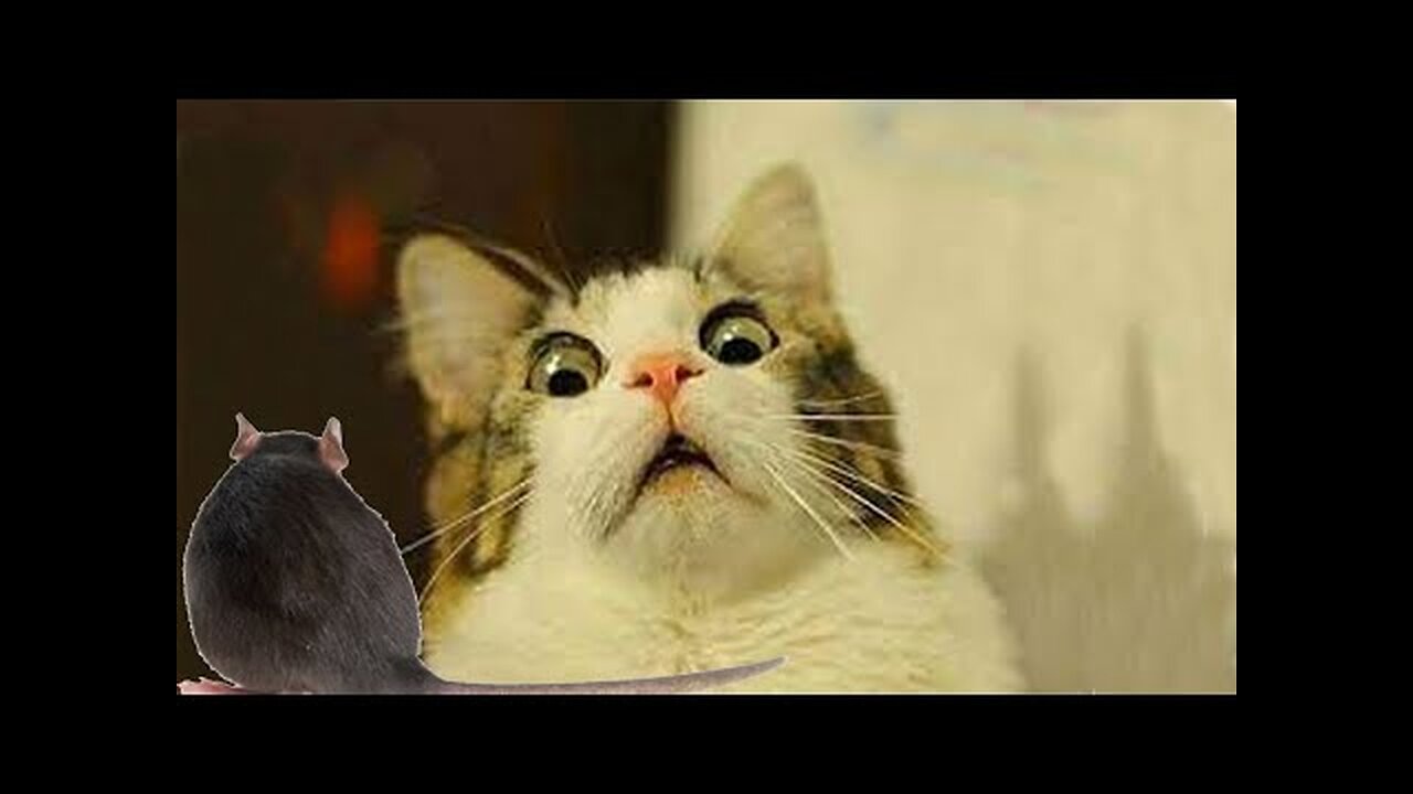 best funniest animal videos 2023🤣 | funny cat videos😹 | funny dogs videos🐶