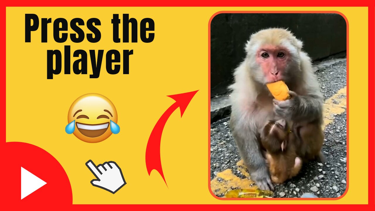 Monkey in super cute park