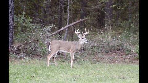 TX Night Hog's & Deer Weekly 11/22/24