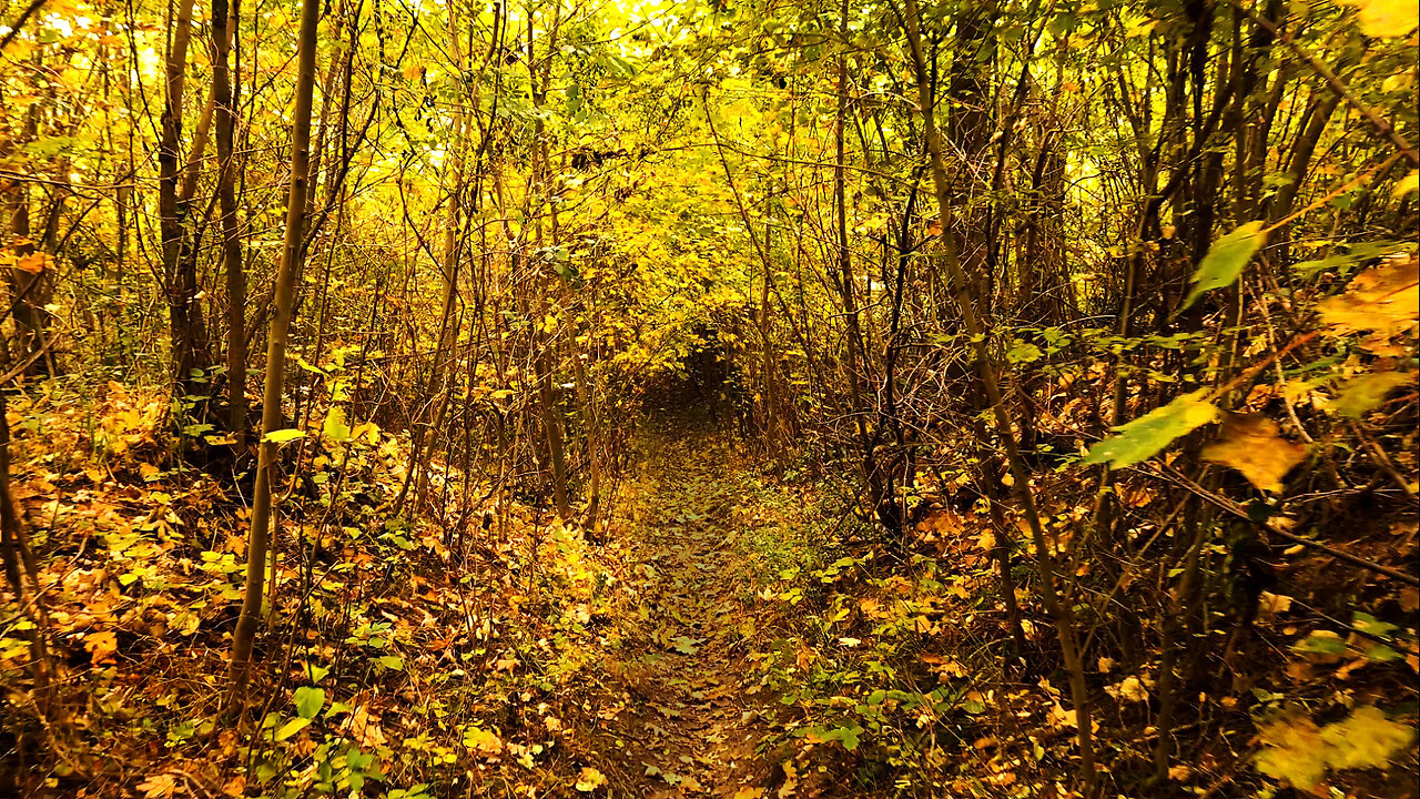 Autumn Is Coming - ASMR Relaxing Autumn Forest Walk Nature Sounds No Music