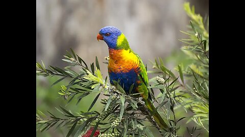 Rainbow lorikeet in Australia