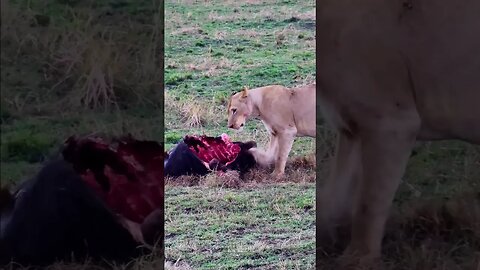 Lioness With A Meal #shorts | #ShortsAfrica