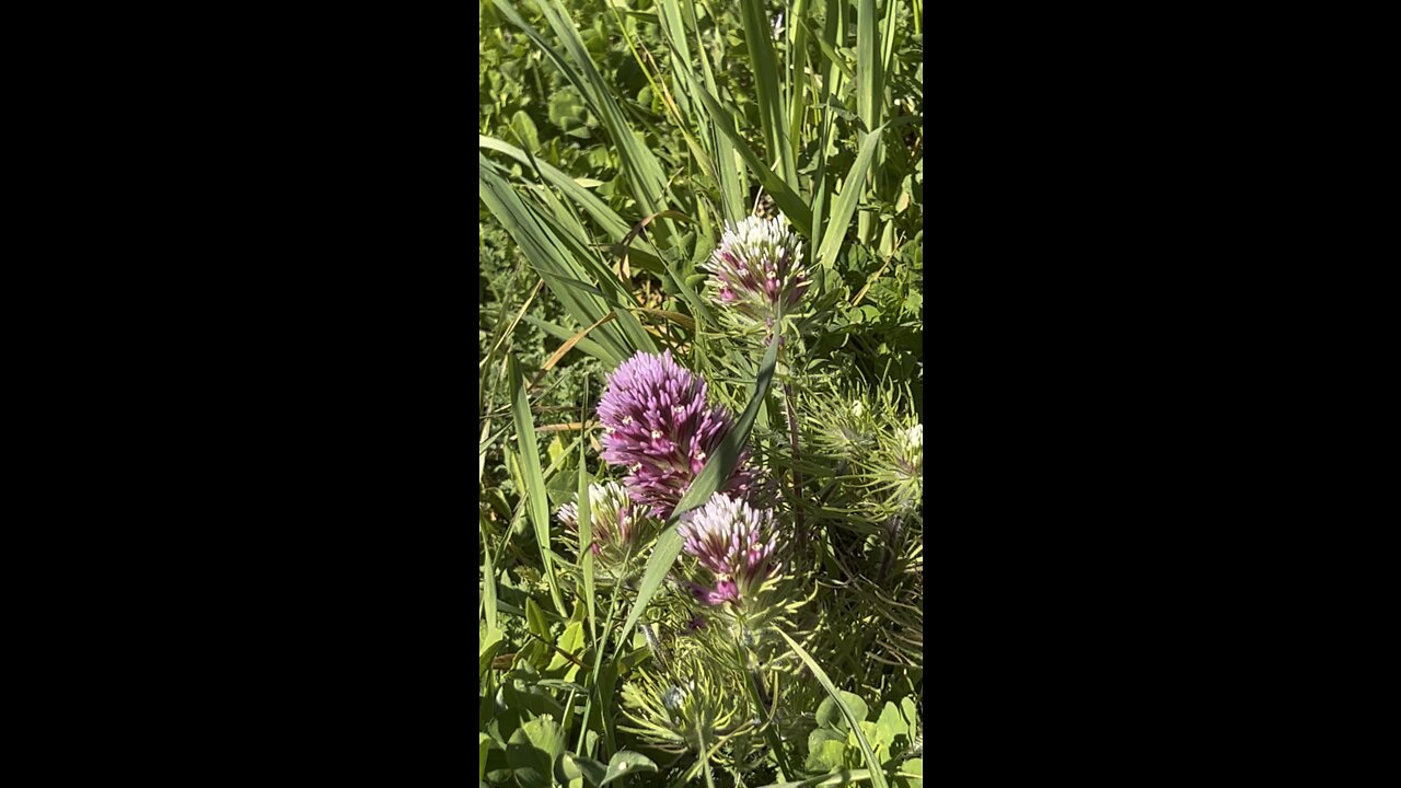 Purple Owl’s Clover