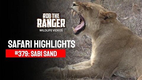 Safari Highlights #379: 11 - 16 November 2015 | Sabi Sand Nature Reserve | Latest Wildlife Sightings