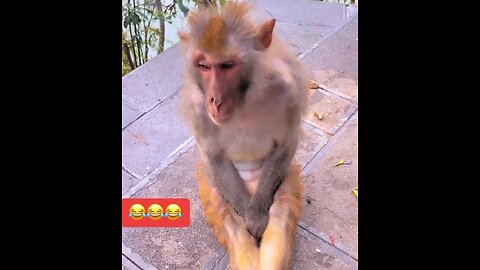 Funny animals video