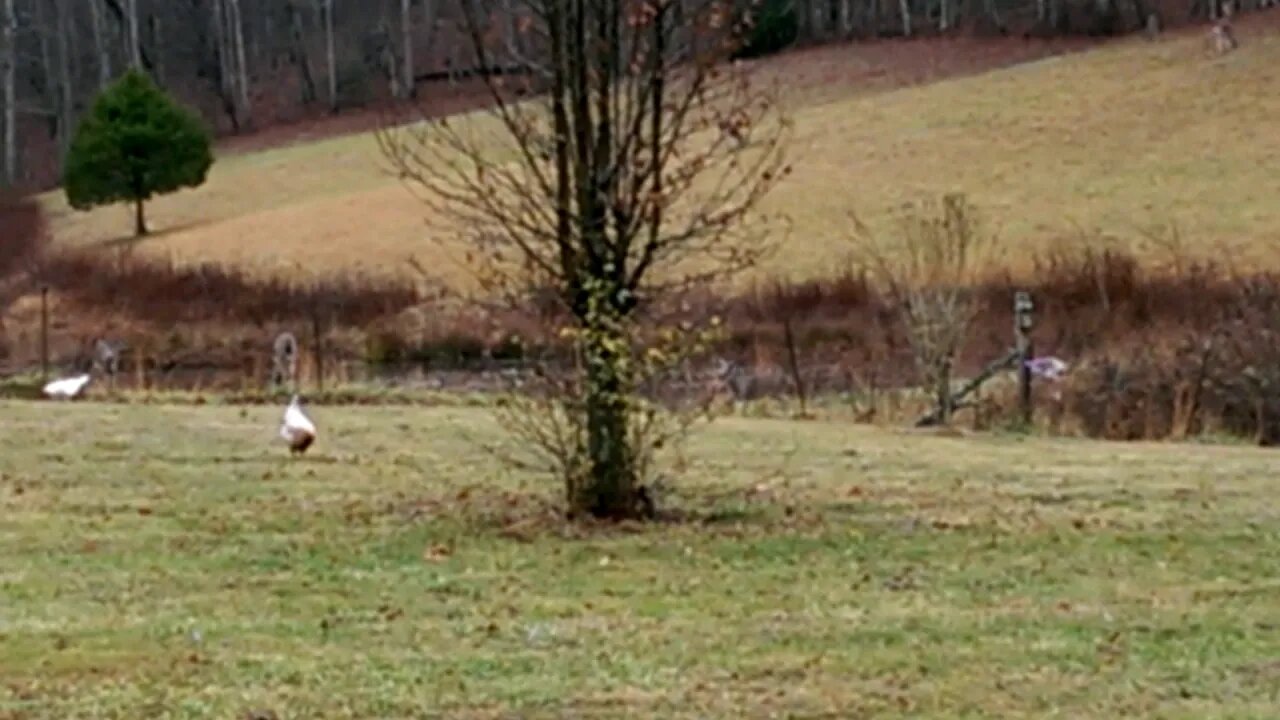 Seen some deer and something else