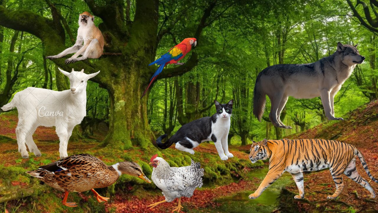 Interesting animals and animal sounds |monkeys,wolves,birds,goats,chickens,ducks,cats,tigers | part2