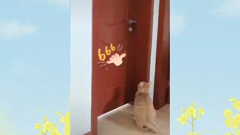 os Animais engraçados PARTE 2