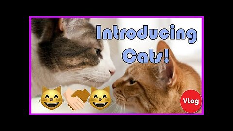 Cute and funny animals videos compilation 😃😂😂😂