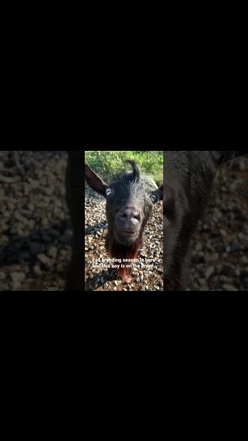 Benji the Buck Goat is looking for love #shorts