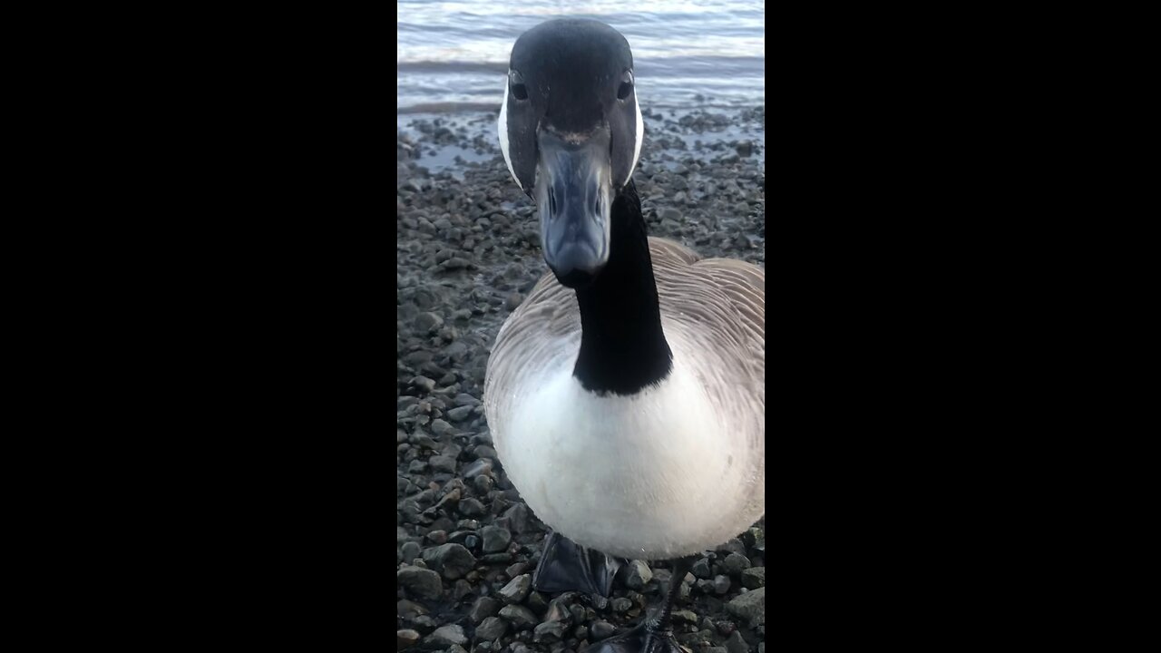 Canada Goose Close Up Investigation