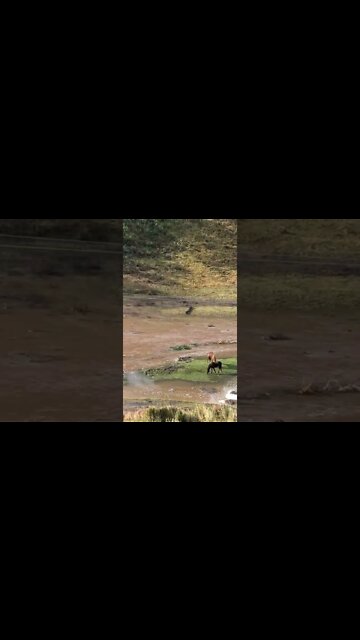 Brumbies grazing in flood