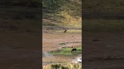 Brumbies grazing in flood