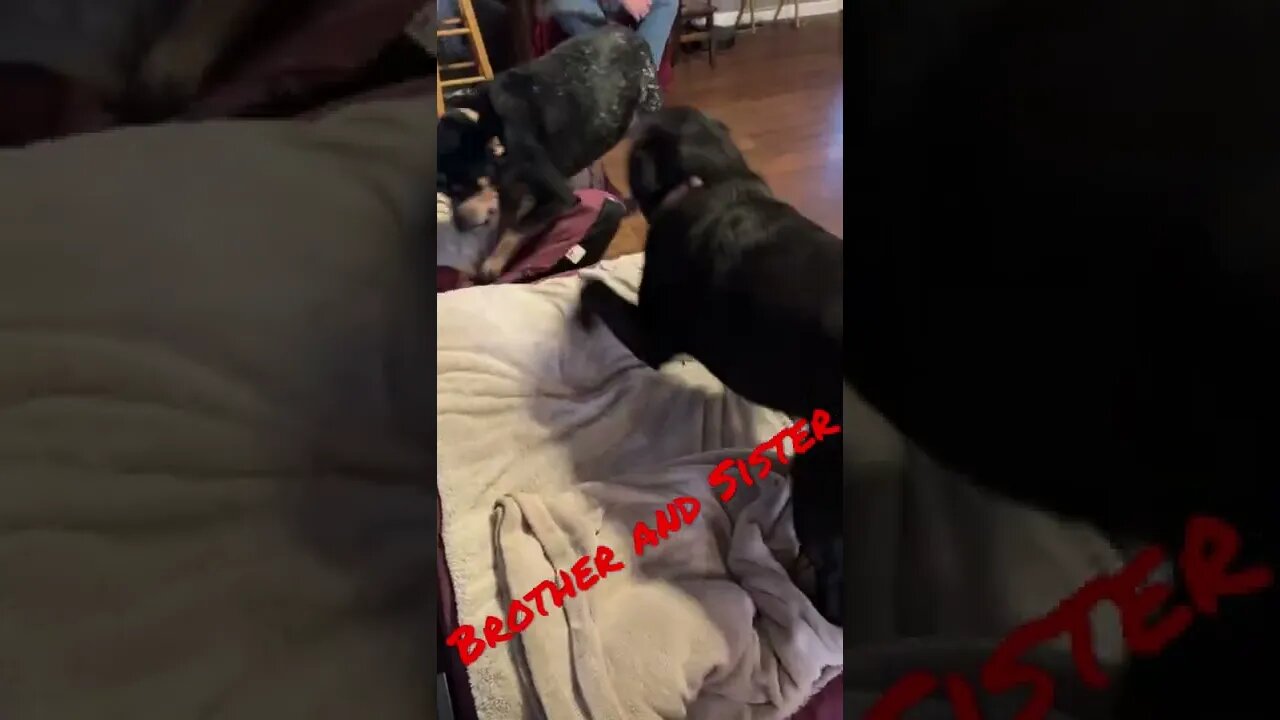 #Labrador and #BlueTick play like fighters! #Shorts #Dogs #Playing