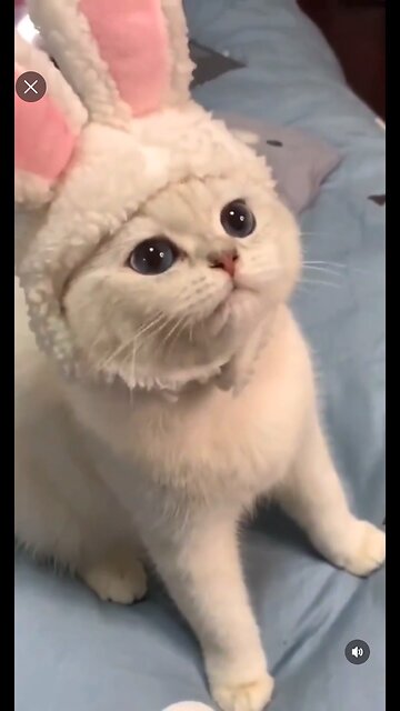 Beautiful cat video in 2023