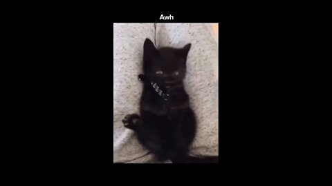 Cute kitten finds out he has 4 paws