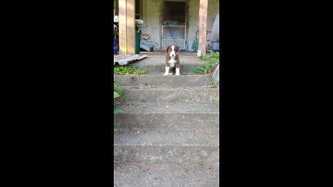 TERRA BYTE's puppies 6 weeks