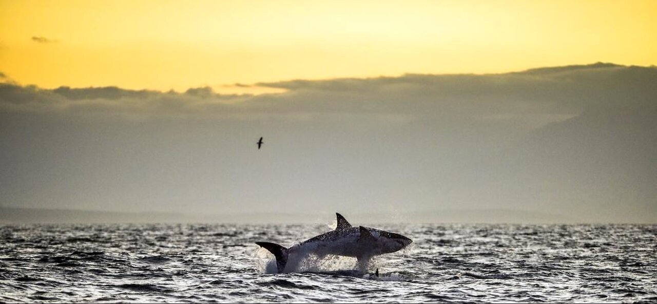 Shark Attack Victim Ignored by Passing Boaters