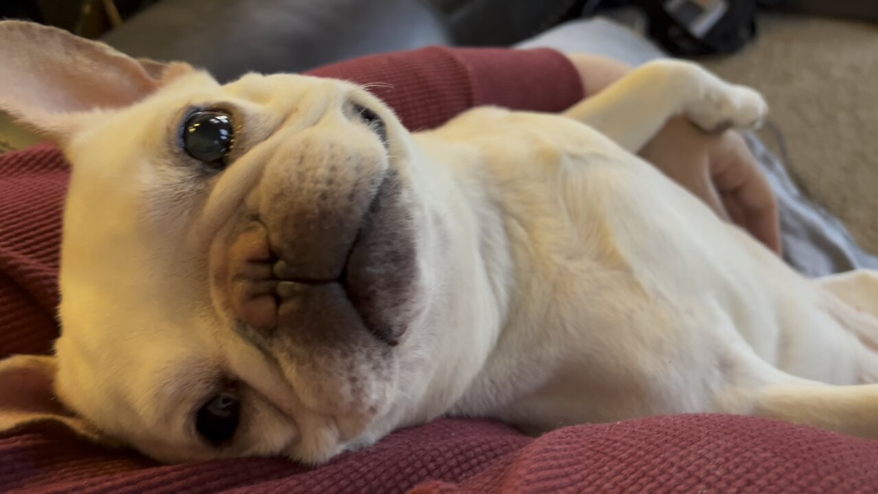 Frenchie Spa Day, Interrupted By Kitten