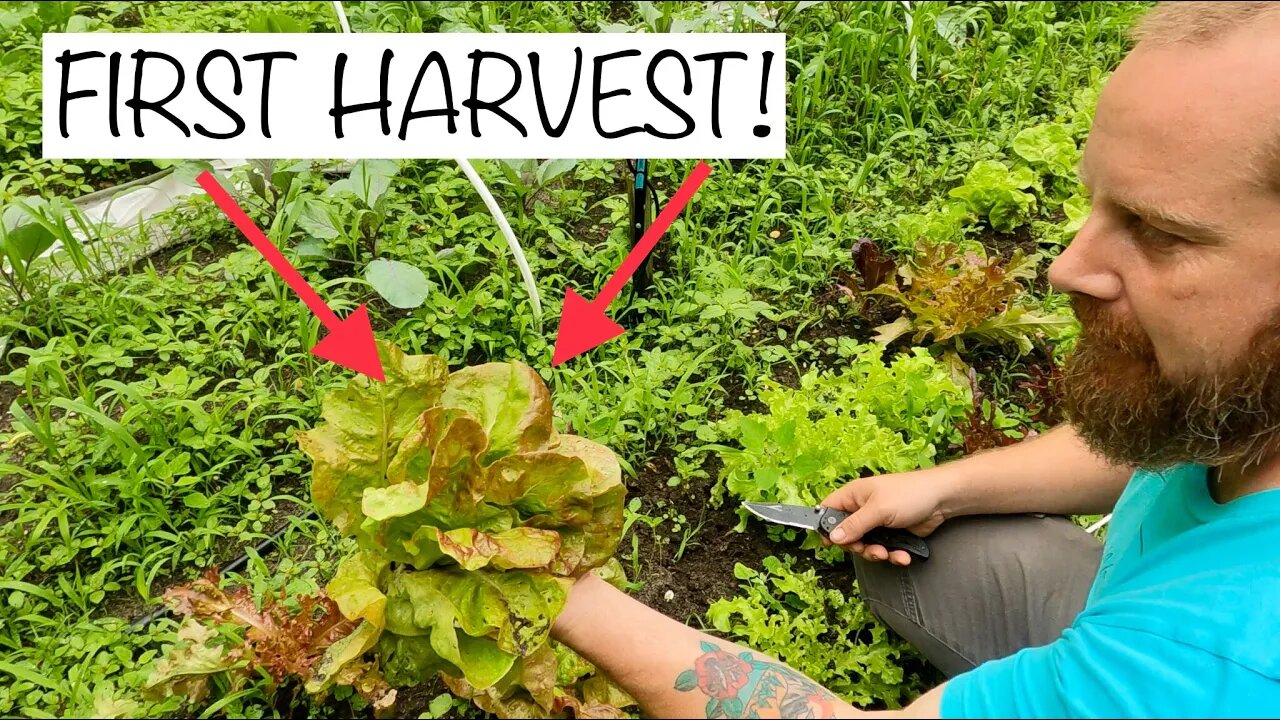 Our FIRST HARVEST from the Garden - Homesteading in New Jersey