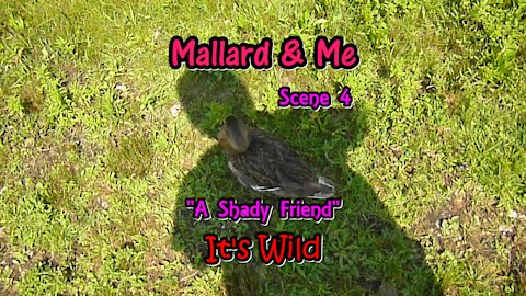 Mallard & Me Scene 4 “A Shady Friend”