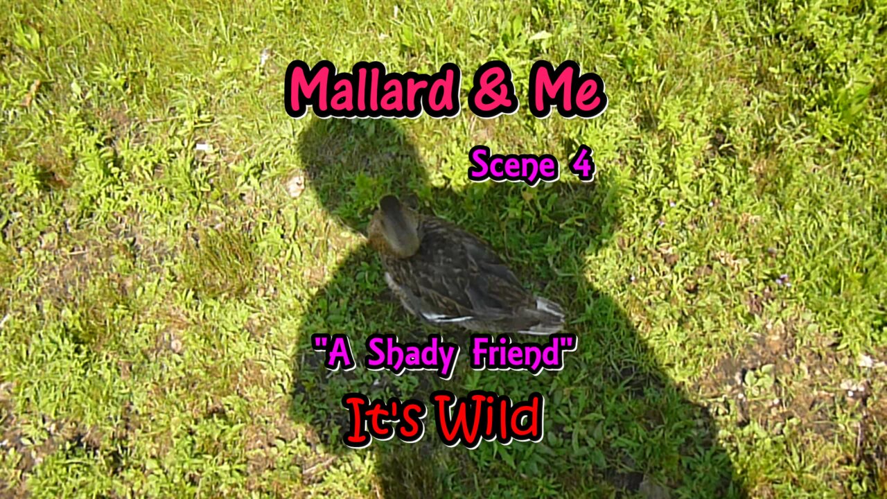 Mallard & Me Scene 4 “A Shady Friend”
