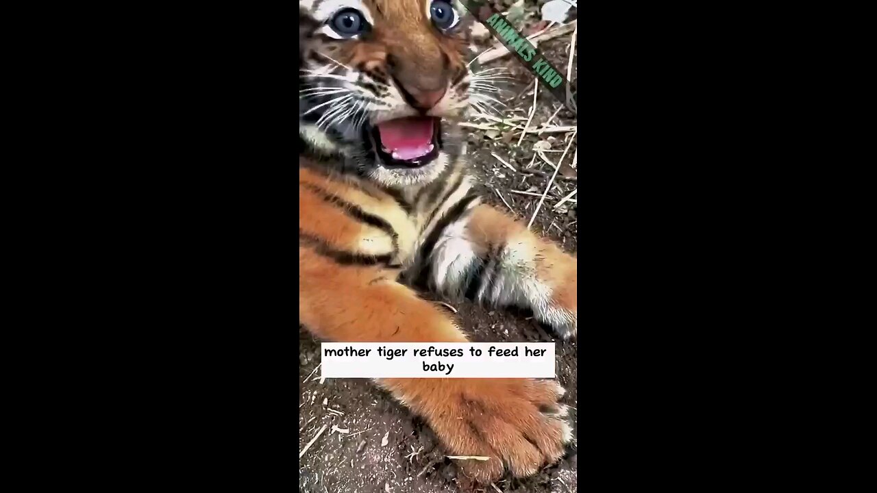 Mother Dog and Tiger Babies