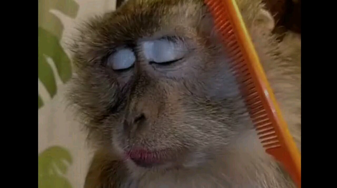 Funniest Monkey Videos