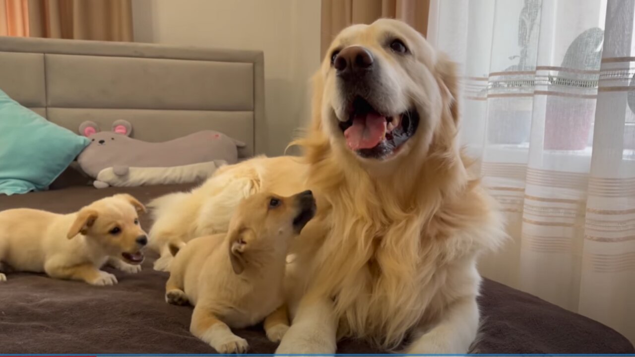 Puppies show their love for the golden retriever!!🐶🐶