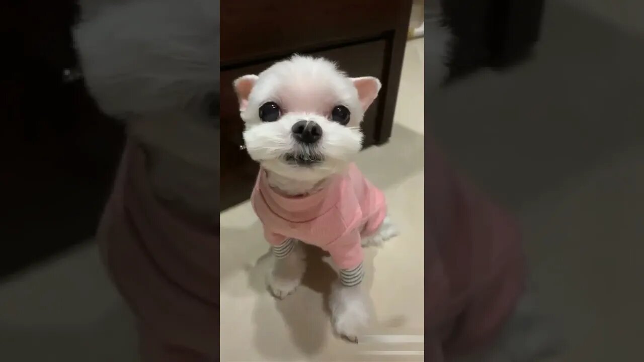 Dogs-Cute and funny dogs-Baby dogs-Puppies video #2
