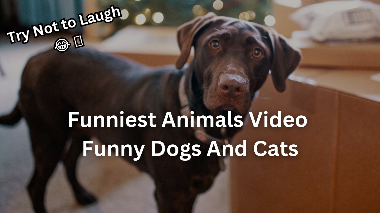 Funniest Animals Video | Funny Dogs And Cats Try Not To Laugh 2023
