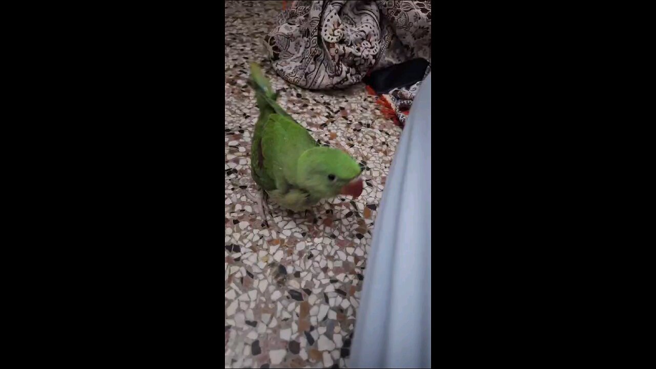 Training parrot