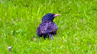 IECV NV #534 - 👀 European Starling Who Got It's Foot Hurt 🐤 5-6-2018