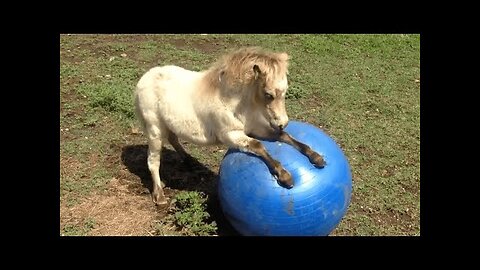 FUNNIEST Pet Fails! 🤣 😂 | Best Compilation 2023