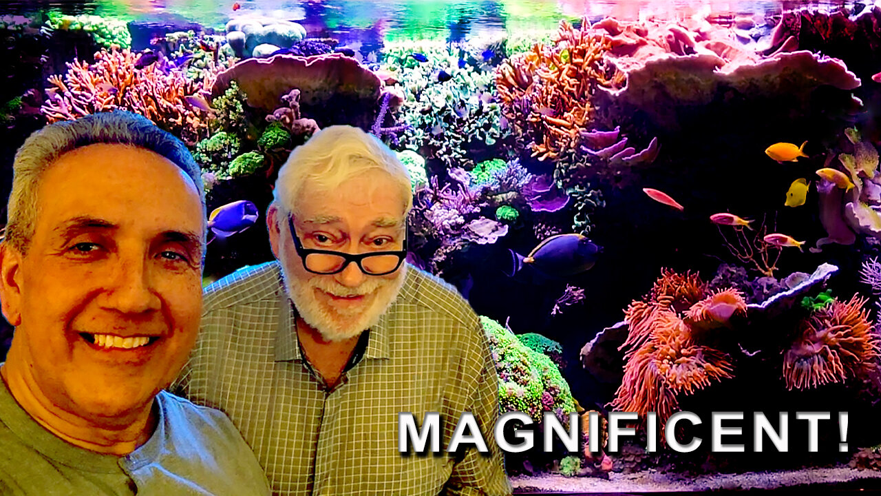 VargasReef Chronicles: Experience David Saxby's Reef Tank Tour 2024