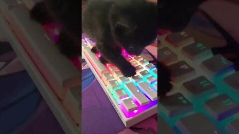 Jack the Hack Funny Cat - Cute innocent Kitten Hacks the computer