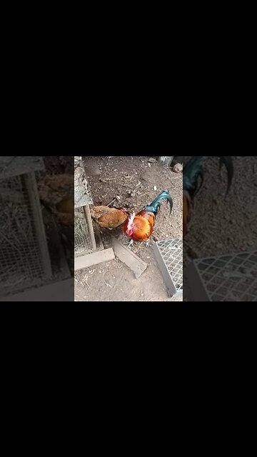 Gamebird Rooster guarding his hen while she has a dust bath 18th August 2021