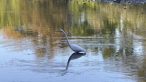 Loving these White Egrets at Humber River Toronto