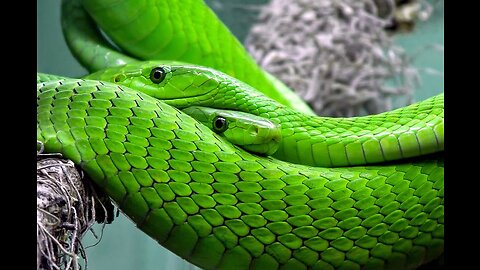 ANIMALS,ANIMAL LAND vs Snakes🐕🐫🦘🐪🐪🦓🦛🐻🦓🦫🐃🦜🐂