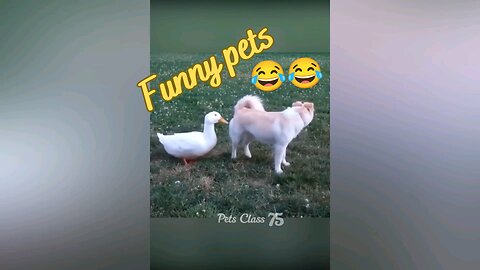 Funny Pets 😂😂