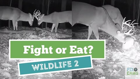 I'd rather eat,how about you? Wildlife Cam 2