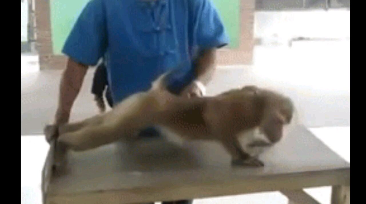 funny monkey video😂