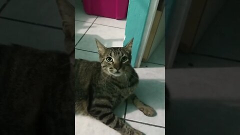 😼Daily dose of funny cats 👍 Don't try to hold back your laughter🐈