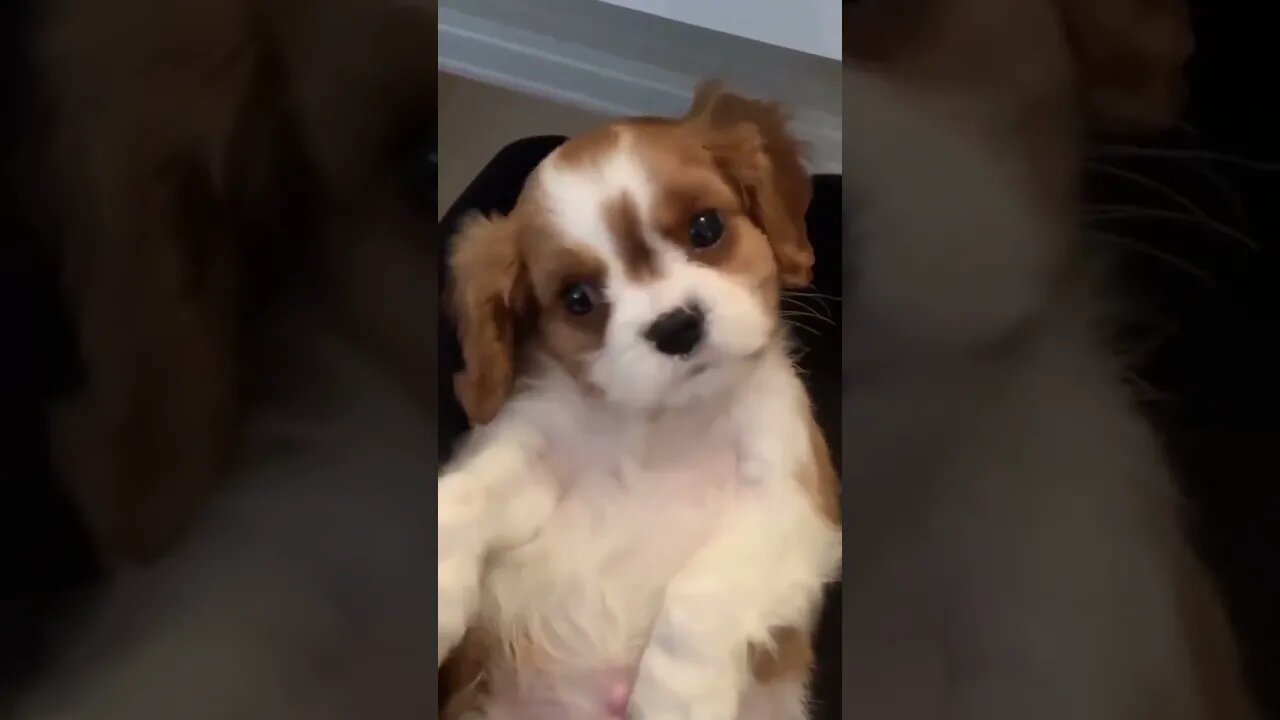 Cute Funny Dog -63