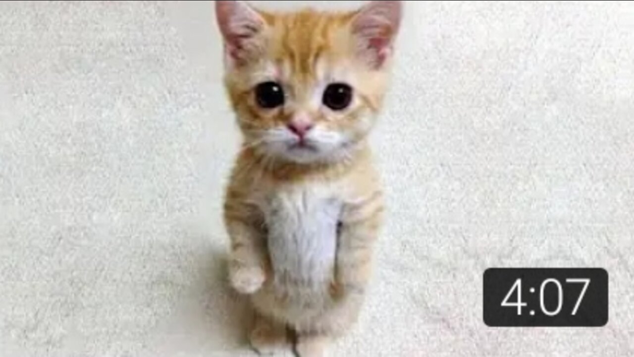 Funniest Cats and Dogs 🐱🐶 Part1