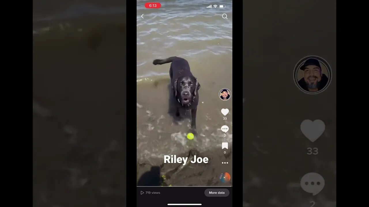 Charcoal Lab, Riley Joe, EDM Water Dog...