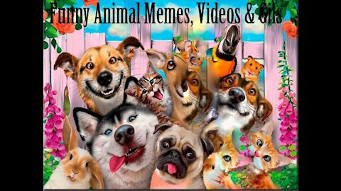 Funniest Animals Best Of The Funny Animal Videos new